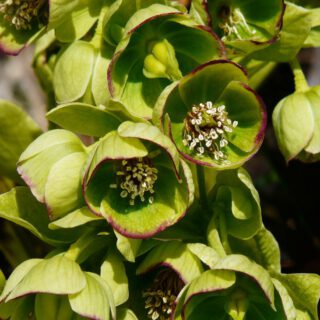 Blüte stinkende Nieswurz