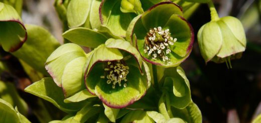 Blüte stinkende Nieswurz