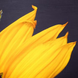 Sonnenblume Anschnitt