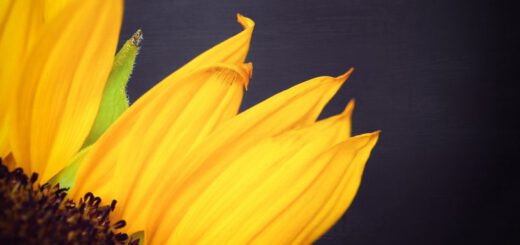 Sonnenblume Anschnitt