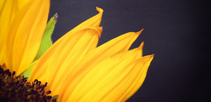 Sonnenblume Anschnitt