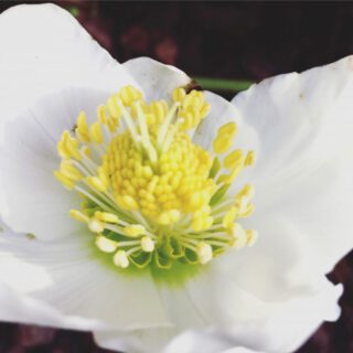 Christrosenbluete Nahansicht