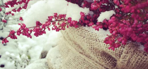 Winterheide Dekoration