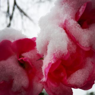 Rose im Schnee