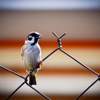 Spatz auf dem Zaun