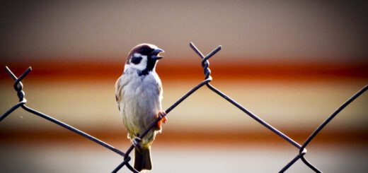 Spatz auf dem Zaun
