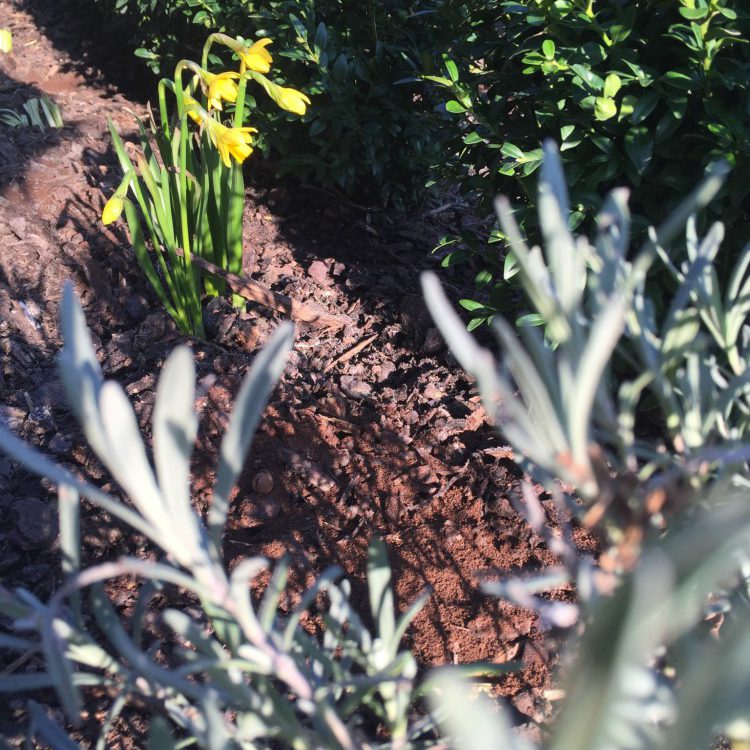 Narzisse vor der Buchsbaumhecke Narzisse vor der Buchsbaumhecke