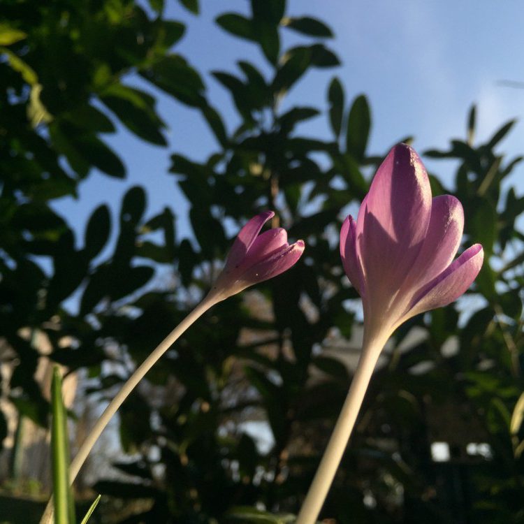 Krokus Himmel Krokus Himmel