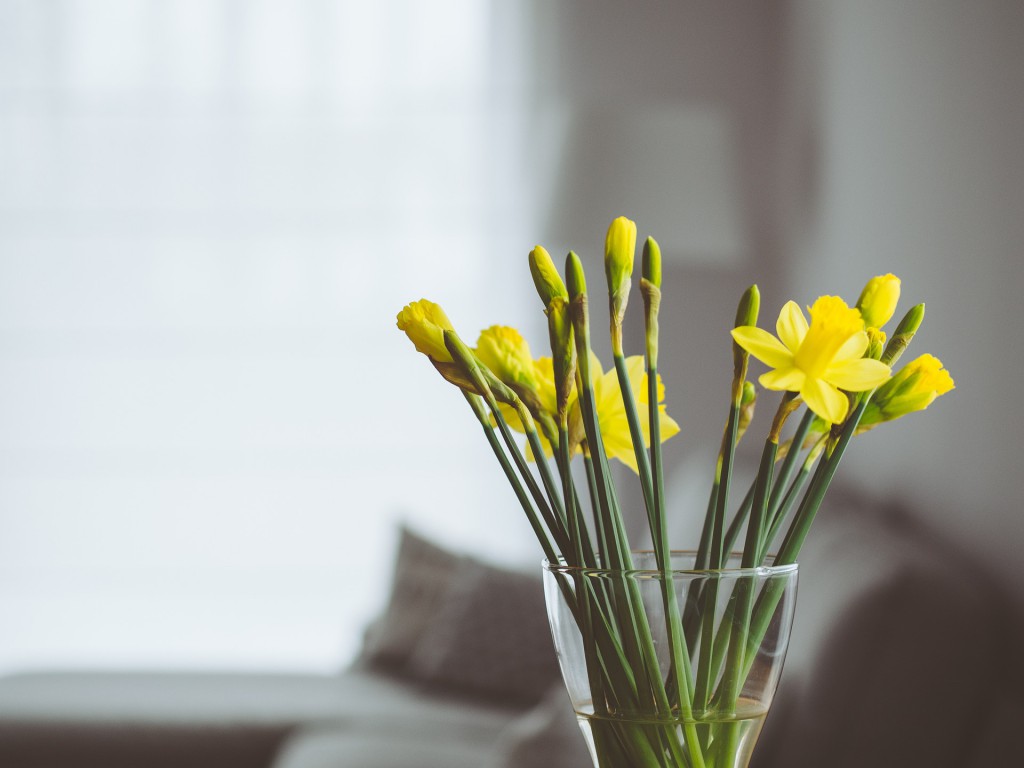 Narzissen Ohne Wasser Narzissen Ohne Wasser