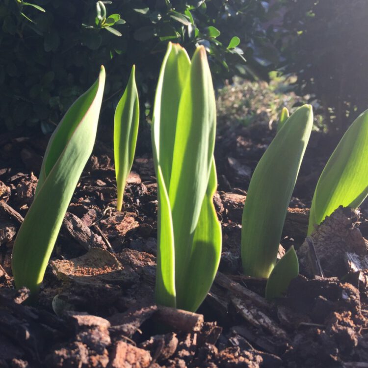 Tulpenaustrieb Tulpenaustrieb