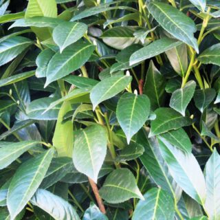 Lorbeerkirsche Hecke