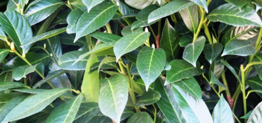 Lorbeerkirsche Hecke