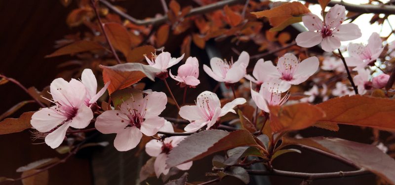 blueten-blutpflaume-im-april