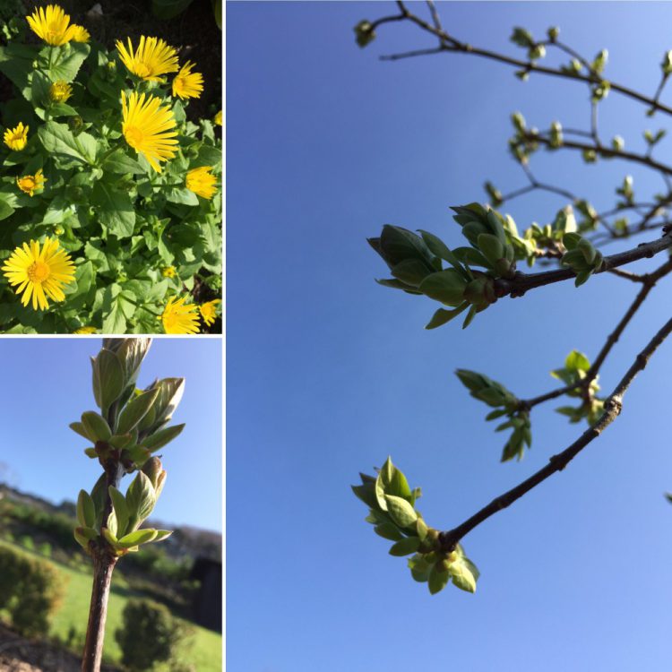 Flieder Frühling