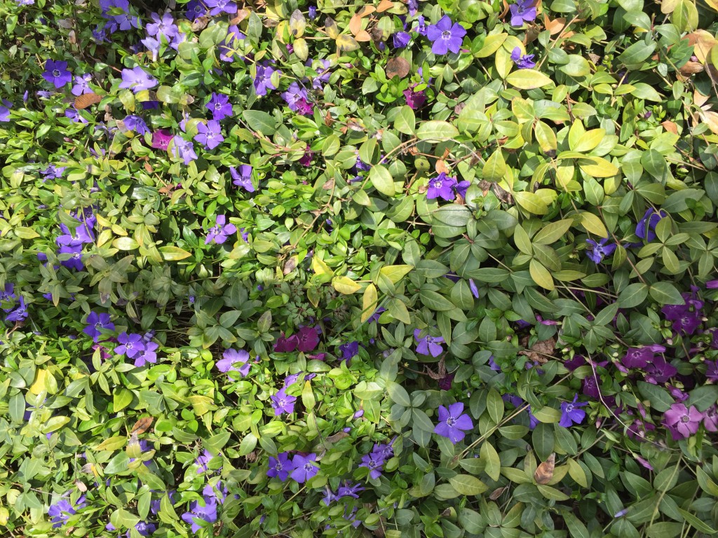 Immergrün blau und lila