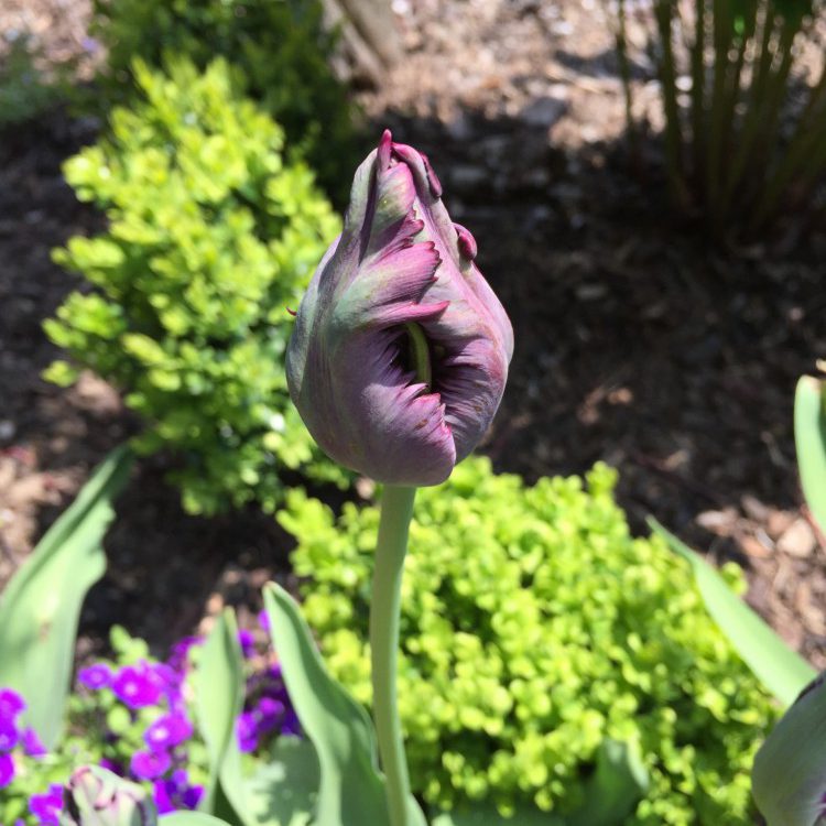 Knospe Papageientulpe Knospe Papageientulpe