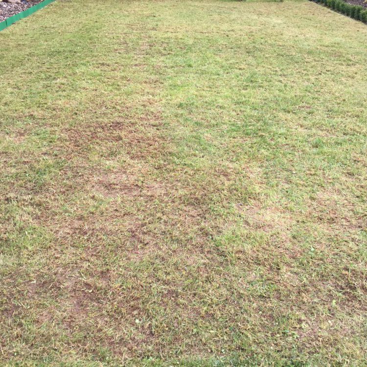 Nach dem Vertikutieren