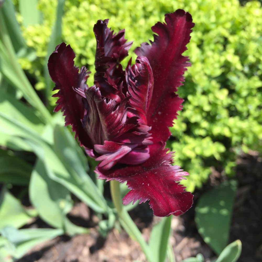 Papageientulpe dunkelrot