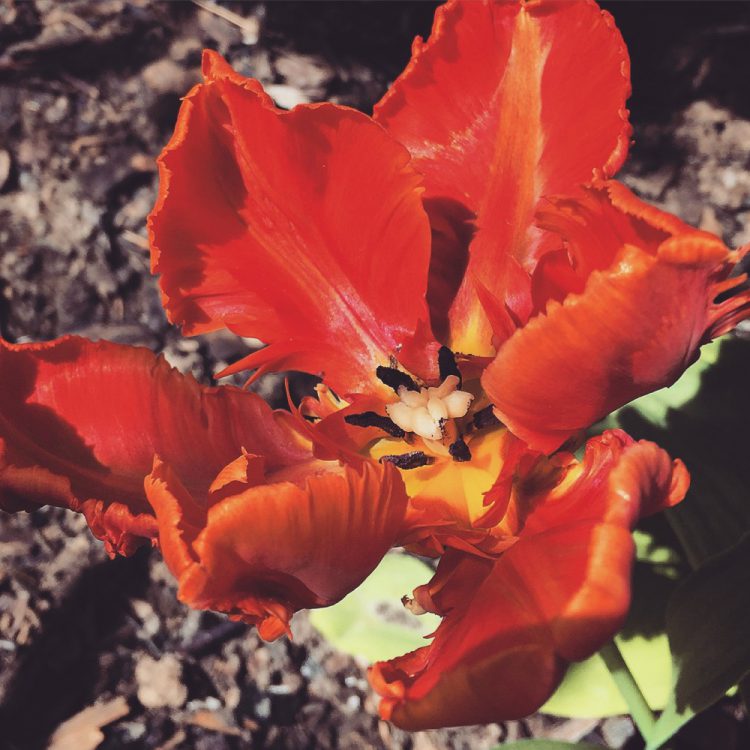 Papageientulpe rot Papageientulpe rot