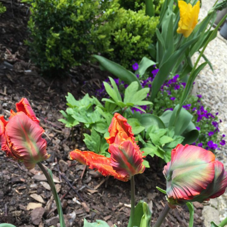 Papageientulpen Papageientulpen