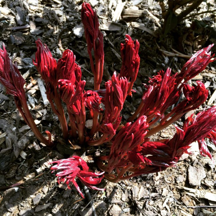 Pfingsrose roter Blattaustrieb
