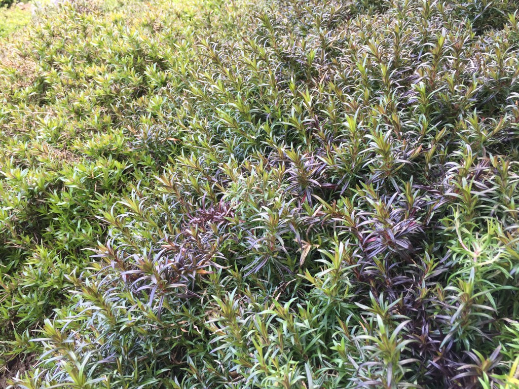 Polsterphlox im Sommer