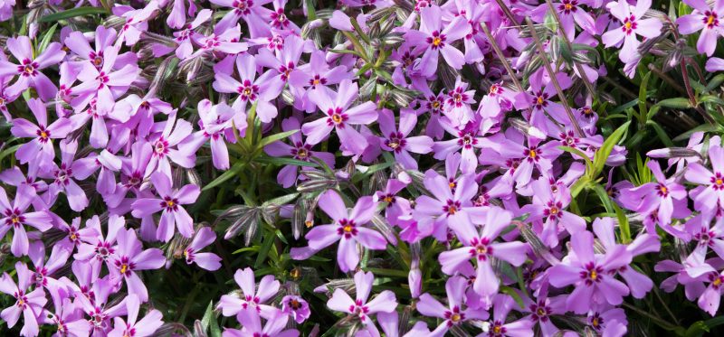 Polsterphlox in rosa