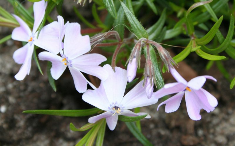 Polsterphlox in zartrosa