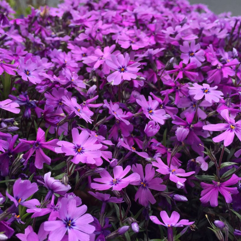 Polsterphlox lila in voller Bluete