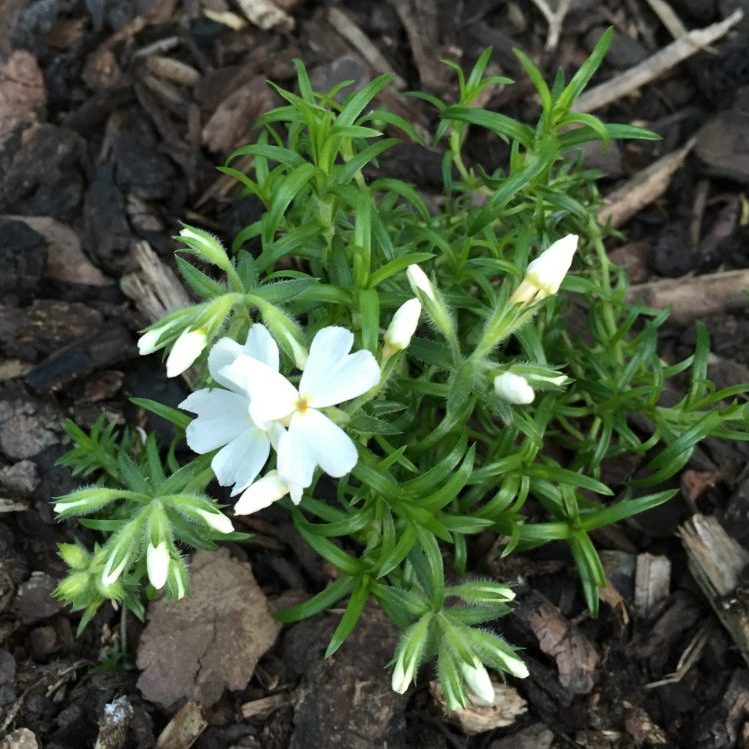 Polsterphlox weiss