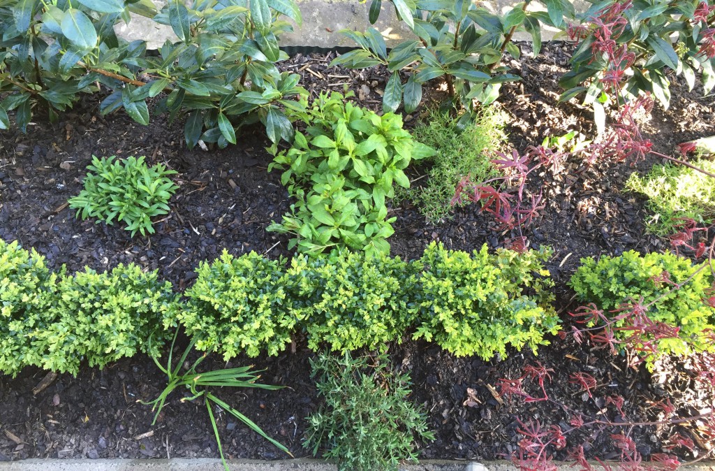 Terrassenbeet 2016 C