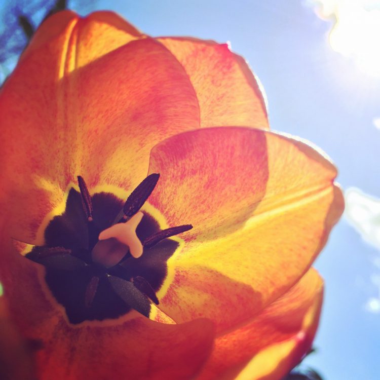 Tulpe mitte April Tulpe mitte April