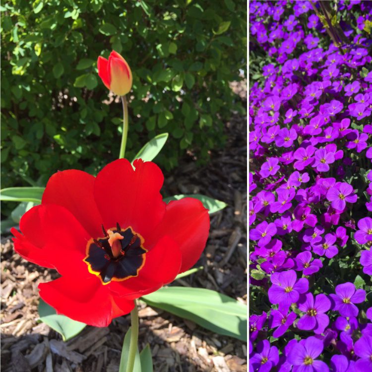 Tulpe und Blaukissen Tulpe und Blaukissen