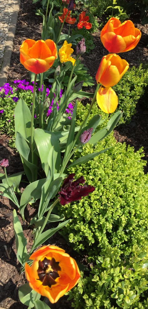 Tulpen im Sonnenbeet