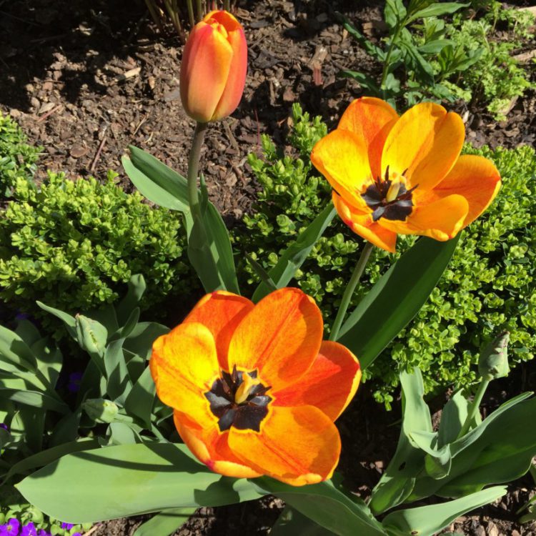 zweifarbige Tuplen zweifarbige Tuplen