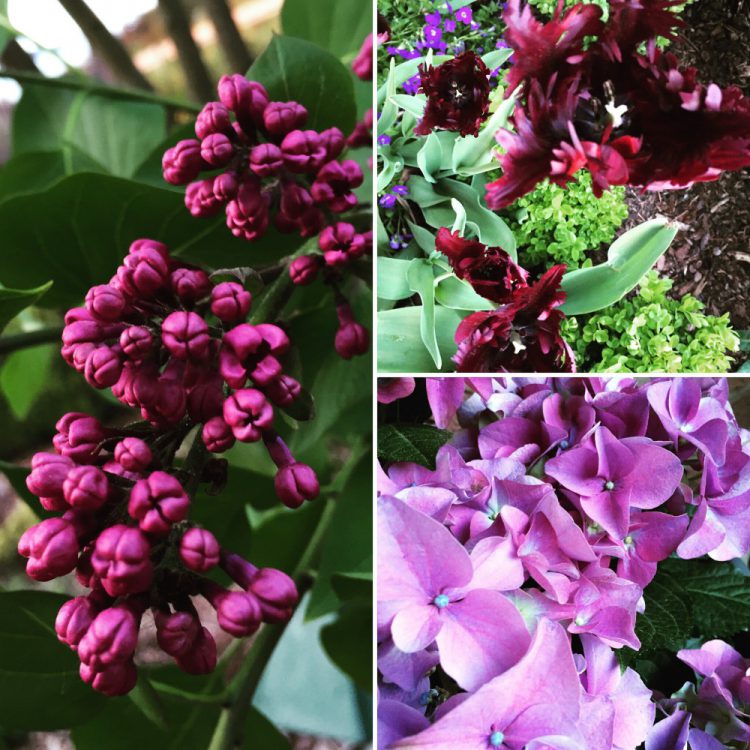 Flieder Hortensie und Tulpe
