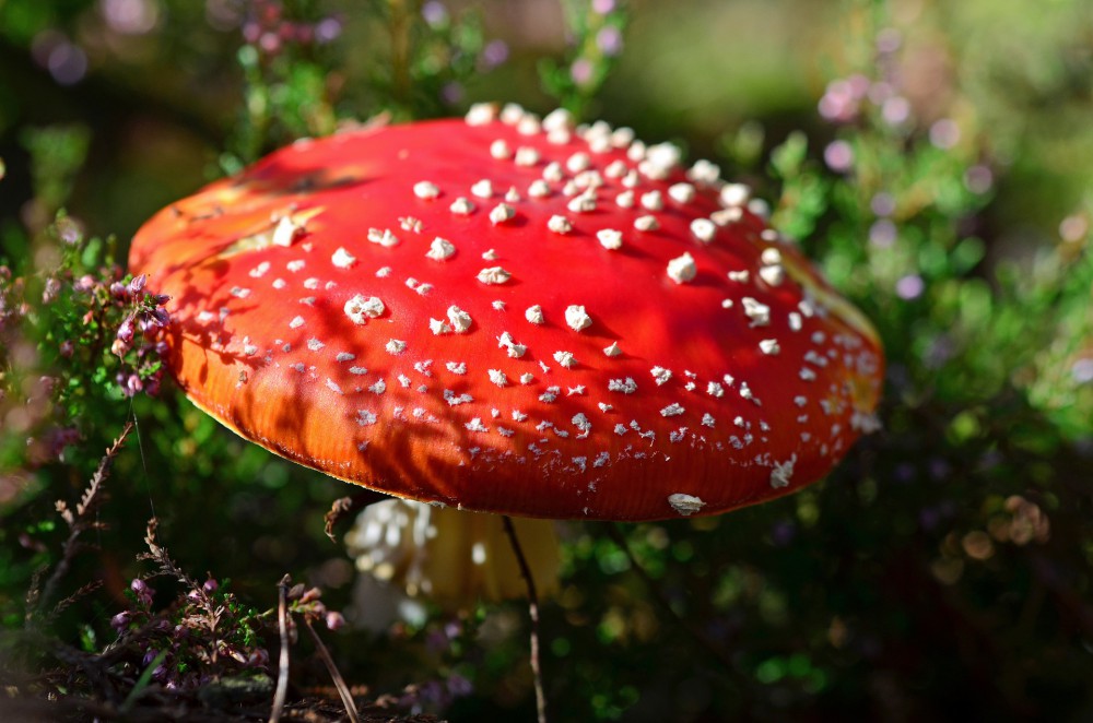 Giftpflanzen Im Garten Sonnen Beet De