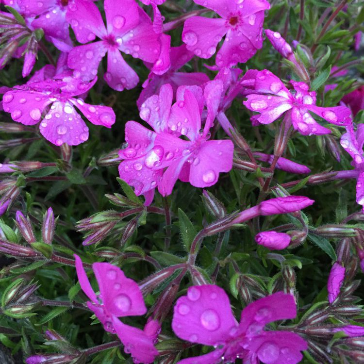 pinker Polsterphlox