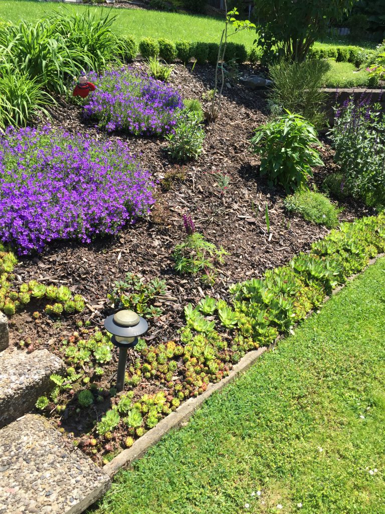 Küchenbeet 2016 lila blühend