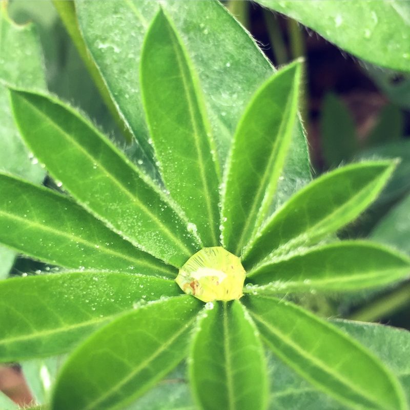 Lupinenblatt mit Wassertropfen