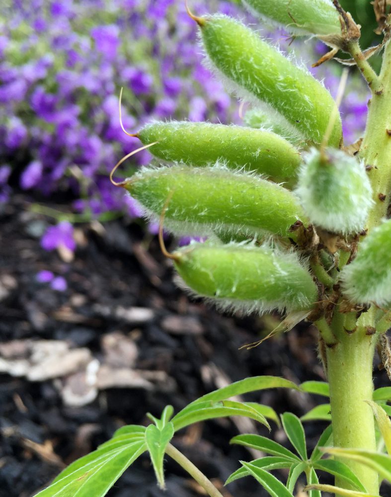 Lupinensamenhülsen