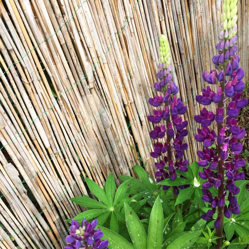 Lupinenstaude in voller Bluete