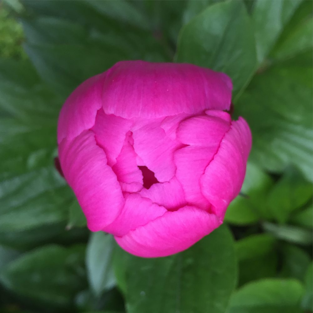 Pfingstrose pink Nahansicht