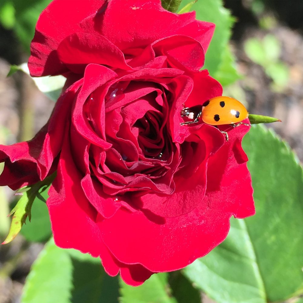 Rote Rose mit Marienkäfer
