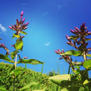Flammenblumen mit noch geschlossener Blüte