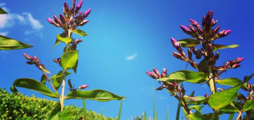 Flammenblumen mit noch geschlossener Blüte
