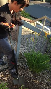 Lilienbeet Eingang Umpflanzung