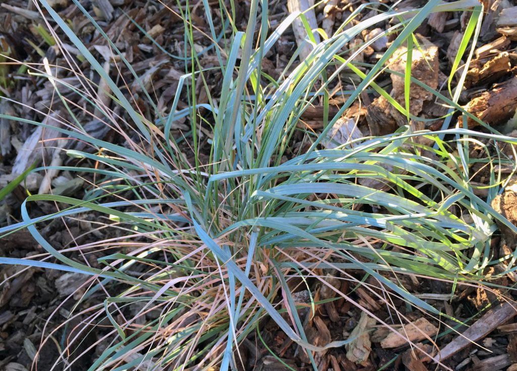Magellan-Blaugras Leymus magellanicus
