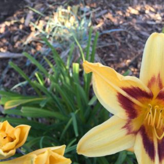 Lilienbeet Eingang Lilienecke