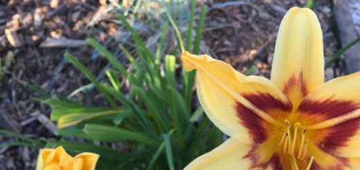 Lilienbeet Eingang Lilienecke